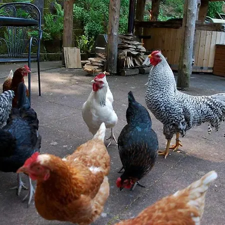 度假居 Waldnest Odenwald - Waldhauszimmer *