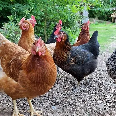 Waldnest Odenwald - Waldhauszimmer 度假居 *