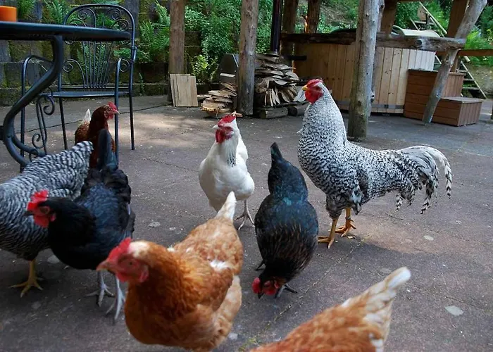 度假居 Waldnest Odenwald - Waldhauszimmer *