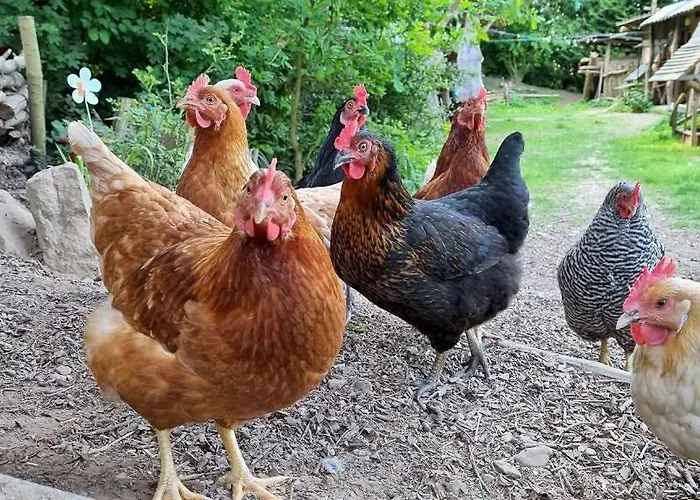 Waldnest Odenwald - Waldhauszimmer بيت للعطل *